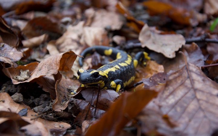 Pilotprojekt Amphibienzugstelle Hertensteinstrasse